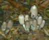 Fungi: Common Ink Cap (Coprinus atramentarius)